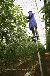 Image du Maroc Professionnelle de  Agriculture moderne au Sahara, un ouvrier utilise des échasses durant son travail sous une immense serre à Dakhla. Dans cette région la production des tomates en grappes bénéficie d’un climat phénoménalement ensoleillé, tempéré et régulier, Mardi 21 Novembre 2006.
Avec l'introduction des cultures sous abris serres, la région de Dakhla est devenue en très peu de temps célèbre pour ces productions de fruits et légumes destinés à l’export.   . (Photo / Abdeljalil Bounhar)